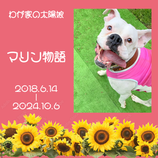 わが家の太陽娘マリン物語