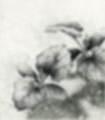 Ann Eldridge
