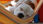 Honden