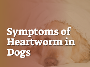 Symptoms of Heartworm in Dogs
