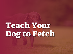 Teach Your Dog to Fetch
