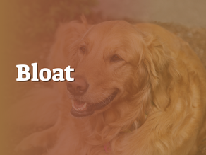 Bloat