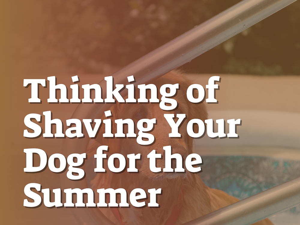 Thinking of Shaving Your Dog for the Summer