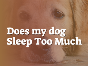 Does my dog Sleep Too Much