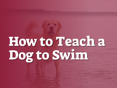 How to Teach a Dog to Swim
