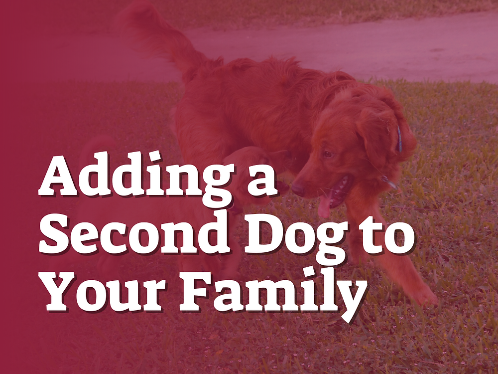 Adding a Second Dog to Your Family