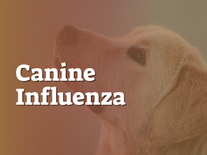 Canine Influenza