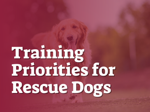 Training Priorities for Rescue Dogs