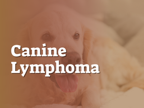 Canine Lymphoma