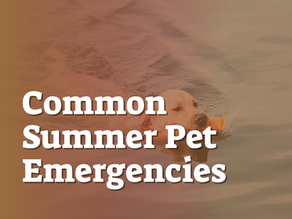 Common Summer Pet Emergencies
