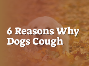 6 Reasons Why Dogs Cough