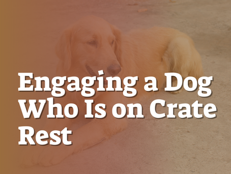 Engaging a Dog Who Is on Crate Rest