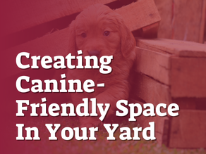 Creating Canine-Friendly Space In Your Yard
