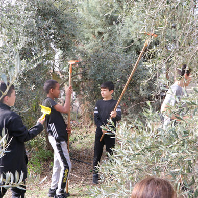 פרויקט ענפי הזית כיתה ה מסיק במשק לוין במזור