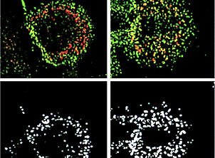 Constitutive association of cell surface CCR5 and CXCR4 in the presence of CD4