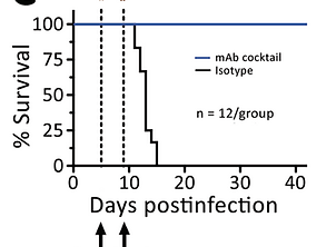 Therapeutic efficacy of human monoclonal antibodies against mid- and late-stage HCPS caused by Andes orthohantavirus