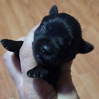 black matilda.jpg