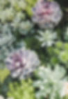 Pinkish purpleish different ground succulents. Nature is good for Mental Health