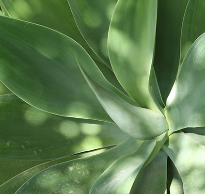 Aloe Leaves