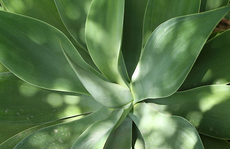 Aloe Leaves
