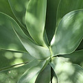 Aloe Leaves