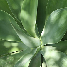 Aloe Leaves 