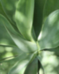 Aloe Leaves