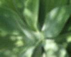 Aloe Leaves