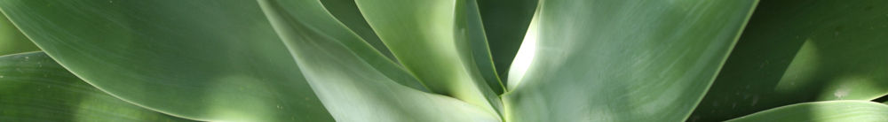 Aloe Leaves