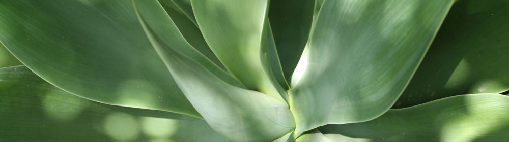 Las hojas de aloe