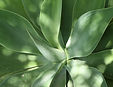 Green Succulent Plant