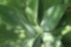 Green Succulent Plant