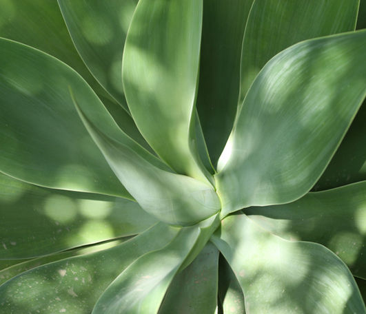 Aloe Leaves 