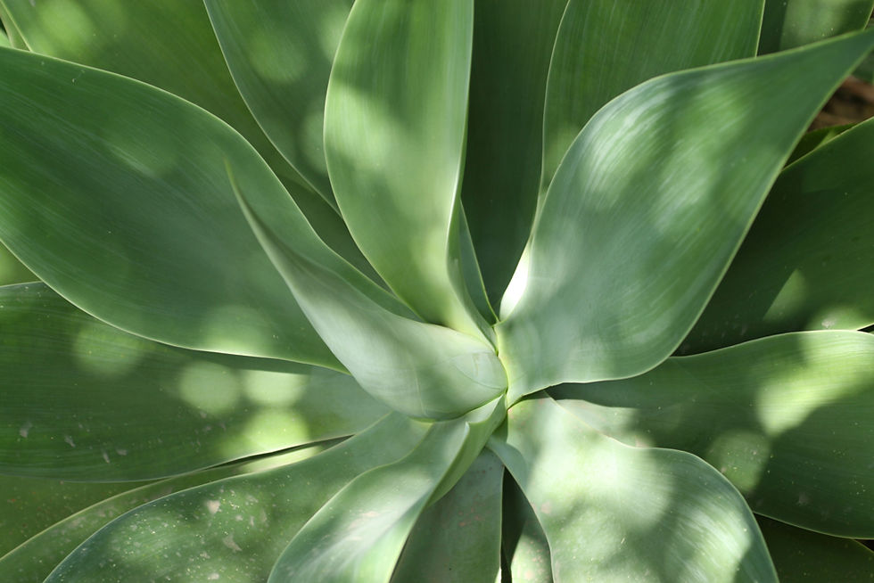Green Succulent Plant
