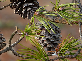 Pine Cones.JPG