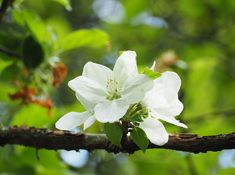 Apple Blossom.JPG