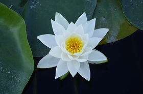 Flower Lilly Pad .JPG