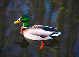 Mallard in clear water:foot.jpg