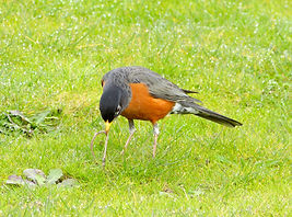 Robin Pulling Worm.JPG