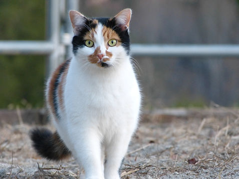 Cat Apache.JPG