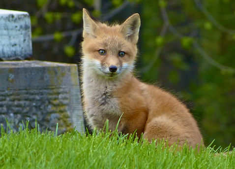 Fox.jpg