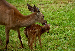 MOthers%20Love_edited.jpg