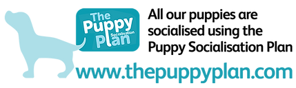 Puppy-Plan-Web-Logo-_600pix.png