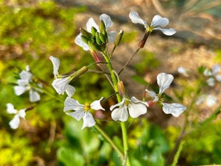 Analyse de sol avec les plantes bioindicatrices