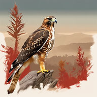 Create illustration of a California Native Coastal Chaparral plants, red tail hawk, coyote..jpg
