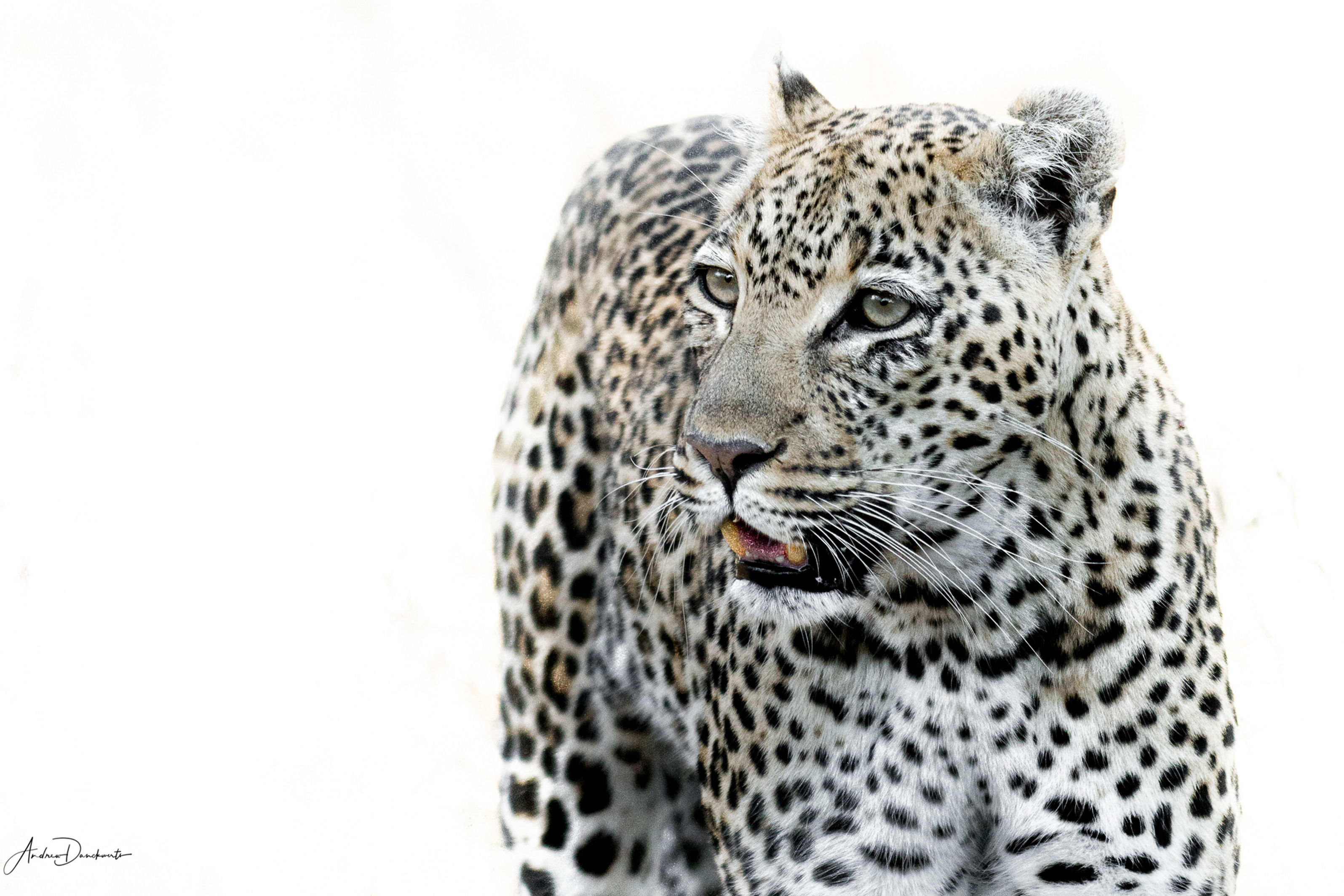 Andrew Dankwerts | Spotted Perfection