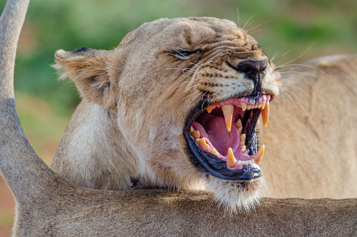 Kyle Lewin | Tools of the trade.