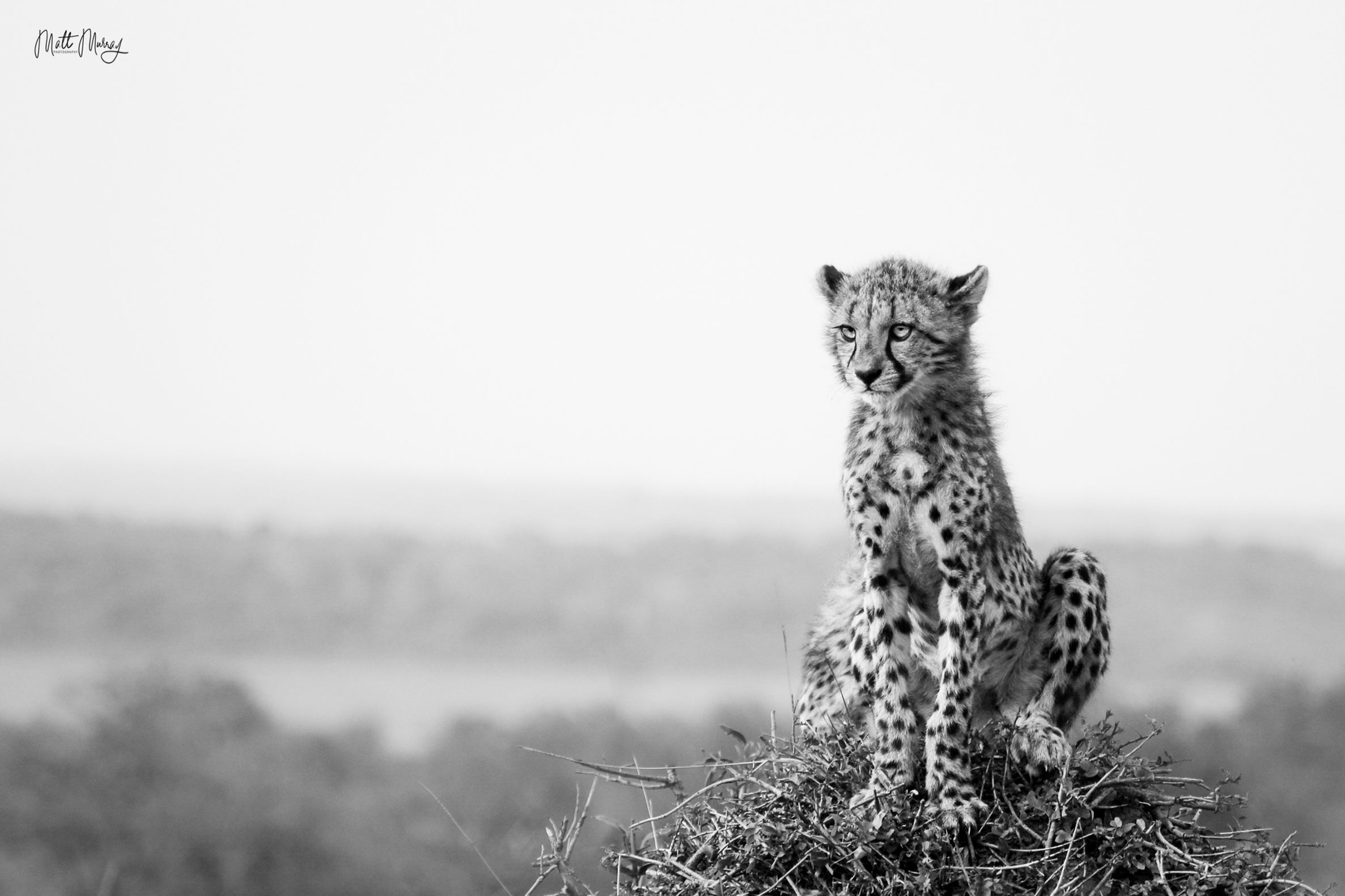 Matthew Murray | View Points