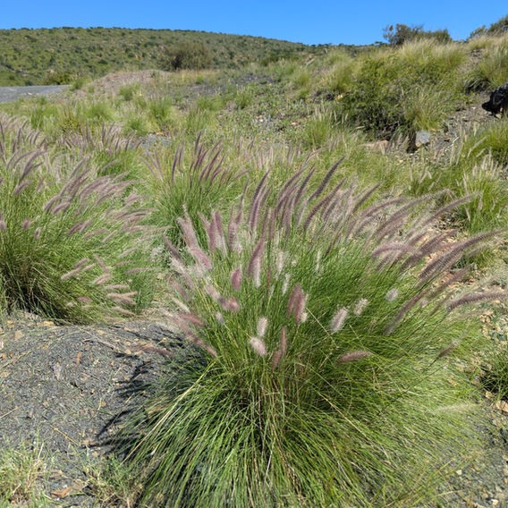 Purple Fountain Grass (Cenchrus setaceus)
Image