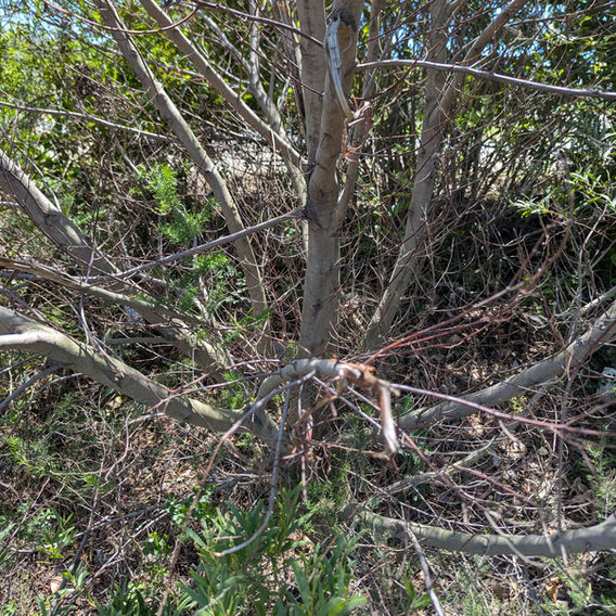 Rooikrans (Acacia cyclops)
Image